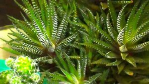 Кактусы суккуленты хавортия на подоконнике много разных кактусов и суккулентов хавортия