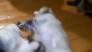 В мире животных