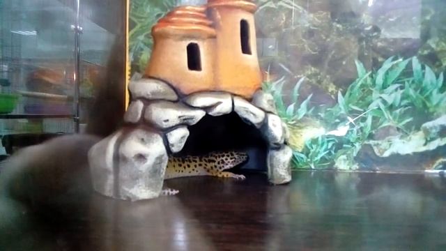 Жители Террариума смотреть онлайн