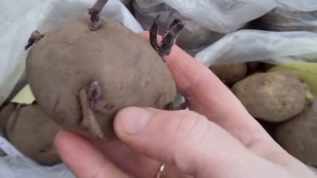 Сорта картофеля.