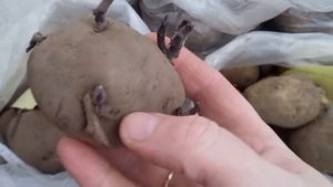 Сорта картофеля.