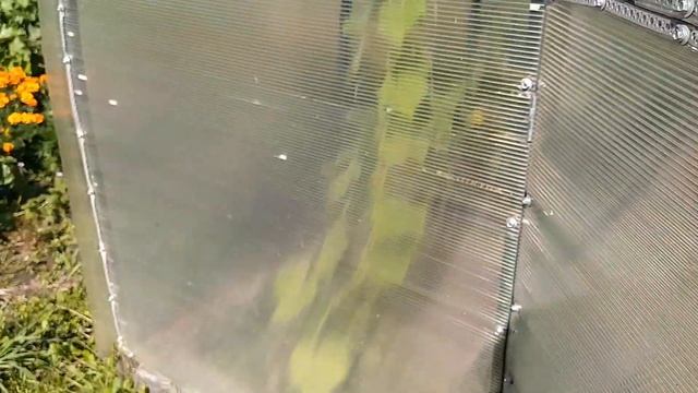 ЗАБОР ГОТОВ! // Делаю МОРОЖЕНОЕ // Копаем КАРТОШКУ // БЫСТРЫЙ МАРИНАД для мяса. МОЛОЧНАЯ КУКУРУЗА смотреть онлайн