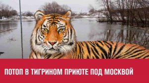 Тигры и пантеры пострадали от паводка в подмосковном Клину - Москва FM