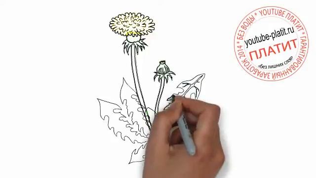 Нарисованные цветы Как нарисовать распустившийся одуванчик карандашом поэтапно смотреть онлайн
