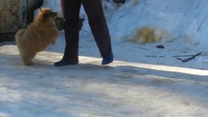 Щенок чау-чау. Питомник "Бон Триумф"