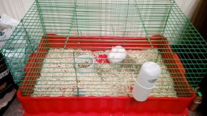 Содержание кроликов!Содержание кроликов дома.?Декоративный кролик