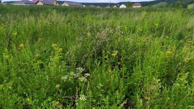 Красноярский край, Емельяновский район, п.Элита,ул Калиновая .Участок ок ИЖС/13 соток /1200? смотреть онлайн