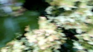 Гортензия Грейт Стар (Great Star), Пинки Промис (Pinky Promise), Полярная Звезда (Polestar) и др.