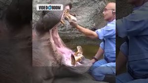 Бегимоту чистят зубы