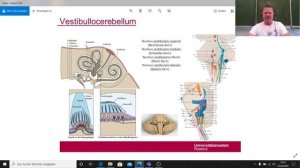 Cerebellum