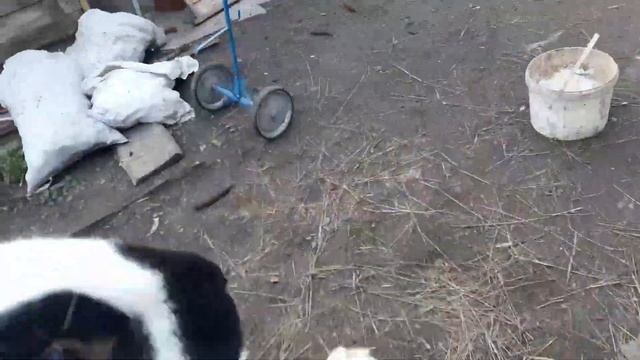 Зачем я его купила? Немецкий Строкач смотреть онлайн