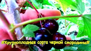 "смородина"#Огород#Сад#Дача