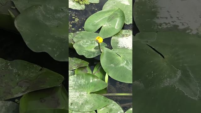 Лотосы в Дикой природе Варениковская#Варениковская лотосы#