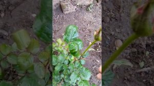 Как избавиться,вывести тлю на розе,с помощью хозяйственного мыла.