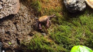 Краб вампир и его детёныш