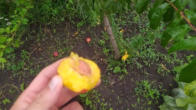 Сорт нектарину "Алі Топ". смотреть онлайн