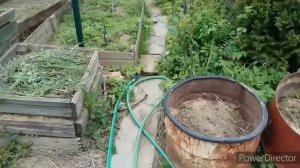 Очень эффективный и удобный способ выращивания кабачков и цукини