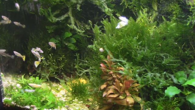 ГУППИ кобра филлигрань. Переезд в АКВАРИУМ 60 литров. 2 часть смотреть онлайн