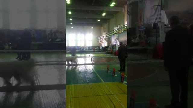 всепородная выставка 09,03,2014 г. Ринг ЮРО