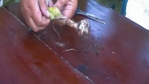 Что с чесноком? На одном побеге образовалось две луковицы?