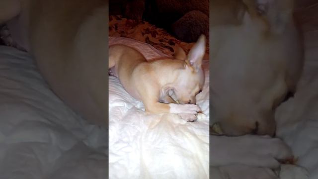 Хати 3 месяца и уже можно есть всякие вкусняшки)) смотреть онлайн