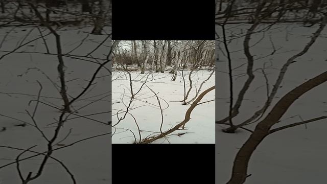 У Хаски отличная маскировка. Попробуй найти её#Shorts