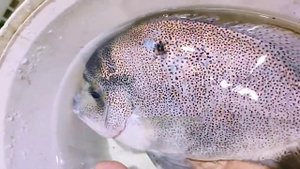 Цихлазома вьеха серебряная "аргентия" (Vieja argentea)