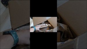 Лысые перепела!!! ЛИНЯЮТ? Постоянные разводы, заводчиков))