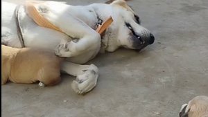 Alabay Zotor Itlar Olami 🥰🥰👍 Monster #alabay #alabai #dok #video