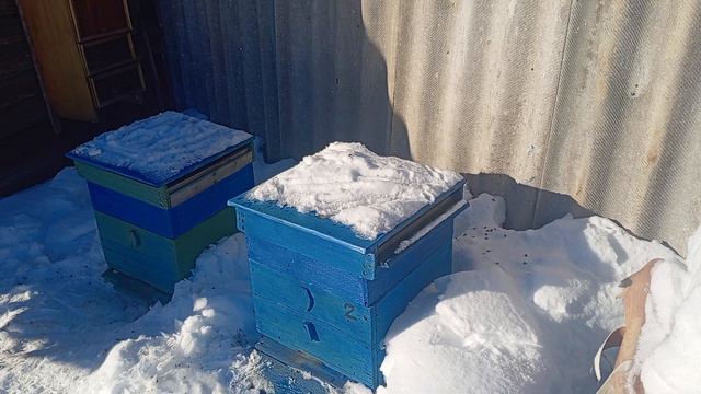 19 февраля 2024 г. "Осмотр" ульев. В одной семейке следы поноса.#пчёлы #пчёлы #пасека смотреть онлайн