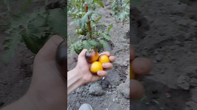 Перепутали семена томатов 🍅🍅🍅