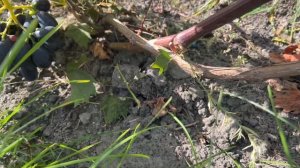 Виноград Владыка ночи в Беларуси (08.09.22)