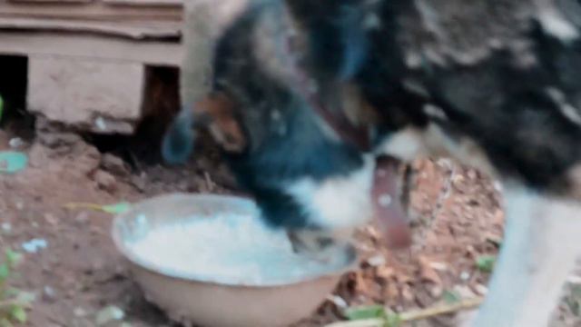 Просто кормежка на прошлой неделе. смотреть онлайн