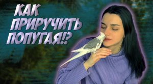 КАК ПРИРУЧИТЬ ПОПУГАЯ?! / советы и рекомендации