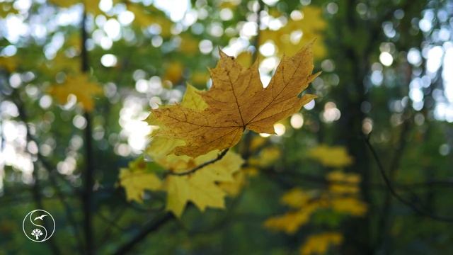 Красивая Осенняя Природа | Золотая Осень в Осеннем Лесу в 4K Ultra HD | Золотые Пейзажи Осени