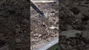 ПЛОСКОРЕЗ ФОКИНА | ПОСЕВ СИДЕРАТА | ГРЯДКИ ОСЕНЬЮ БЕЗ ПЕРЕКОПКИ