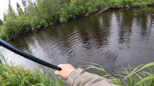 Крупный хариус в глухих ручьях на границе Пермского Края.День первый.Хариус ломает удочку.