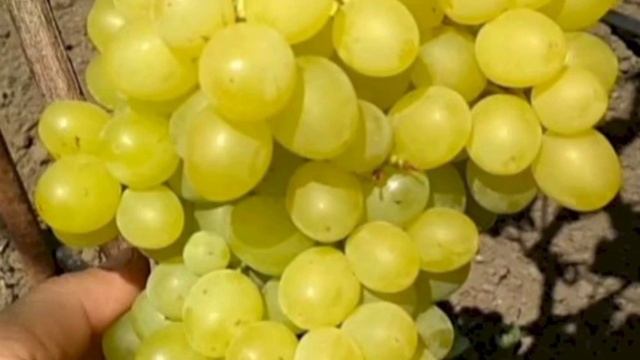 КИШ-МИШные сорта ВИНОГРАДА смотреть онлайн