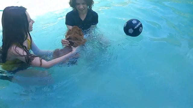 #купальныйсезон #бассейннадаче #шпиц #шпицвбассейне