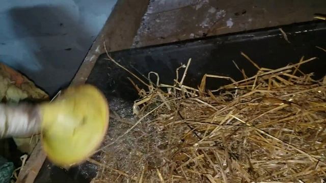 Переселил навозного червя на солому. смотреть онлайн