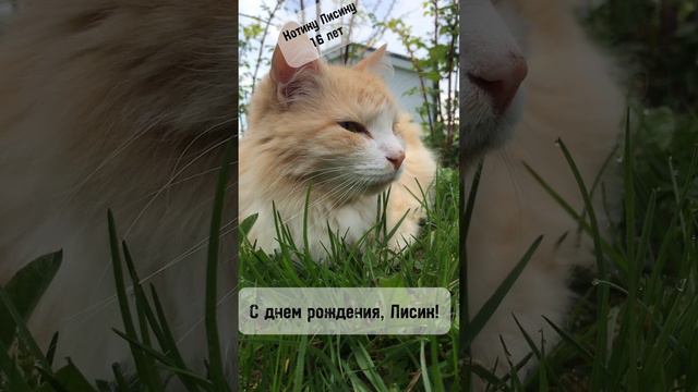 С Днем рождения, котик Лисик! Поздравление Лисика от меня!