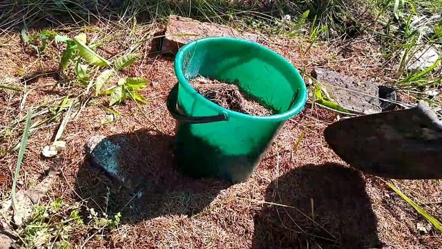 ХВОЙНЫЙ ОПАД для ГОРТЕНЗИЙ и ГОЛУБИКИ.