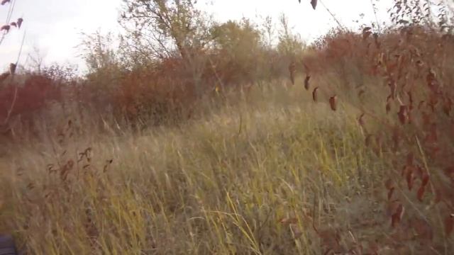 (и снова отличный выход). Охота на фазана 2016. Hunting for game birds - 2.mp4
