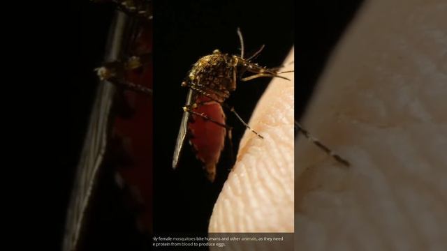 The Amazing World of Mosquitoes