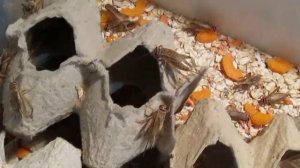 Домовые сверчки.