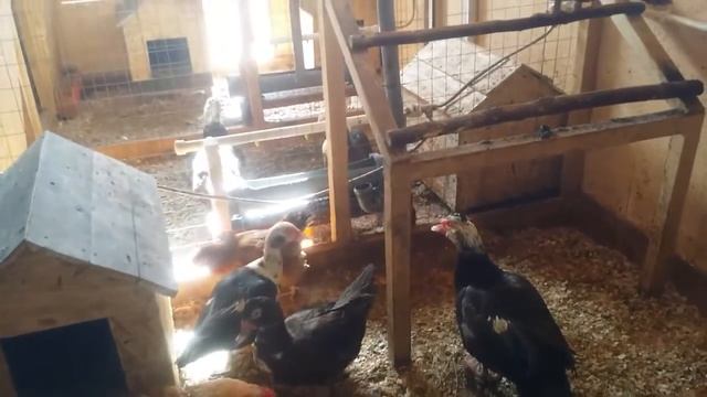 Мускусные утки нанесли яиц и собираются высиживать утят. смотреть онлайн