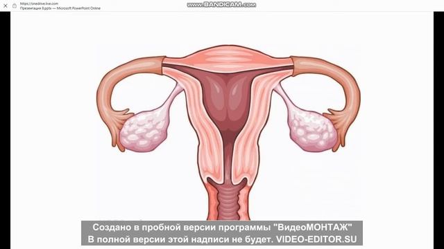 Будова жіночих статевих органів .( Строение органов женской половой системы)