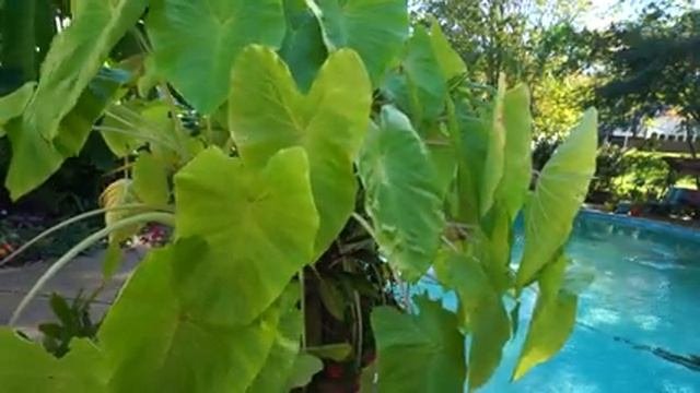 Colocasia Care Tips || How To Grow Elephant Ears
