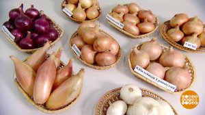 Эх, лук, лучок. Доброе утро. Фрагмент выпуска от 20.09.2023