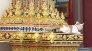 Самуи. Крик, кот зовет кошку.